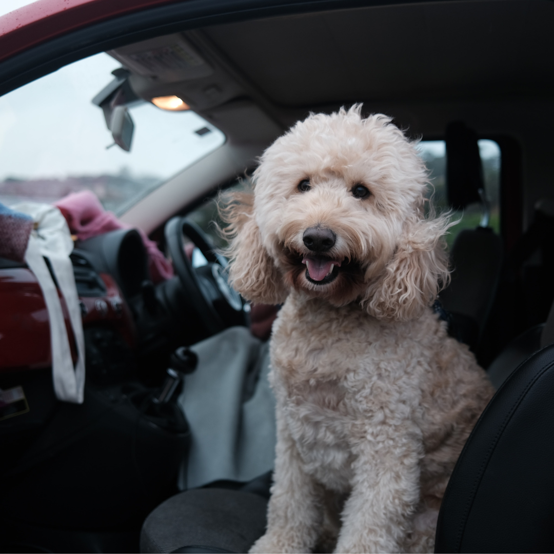 Phoenix Pet Transportation and Sitters Pet2Vets