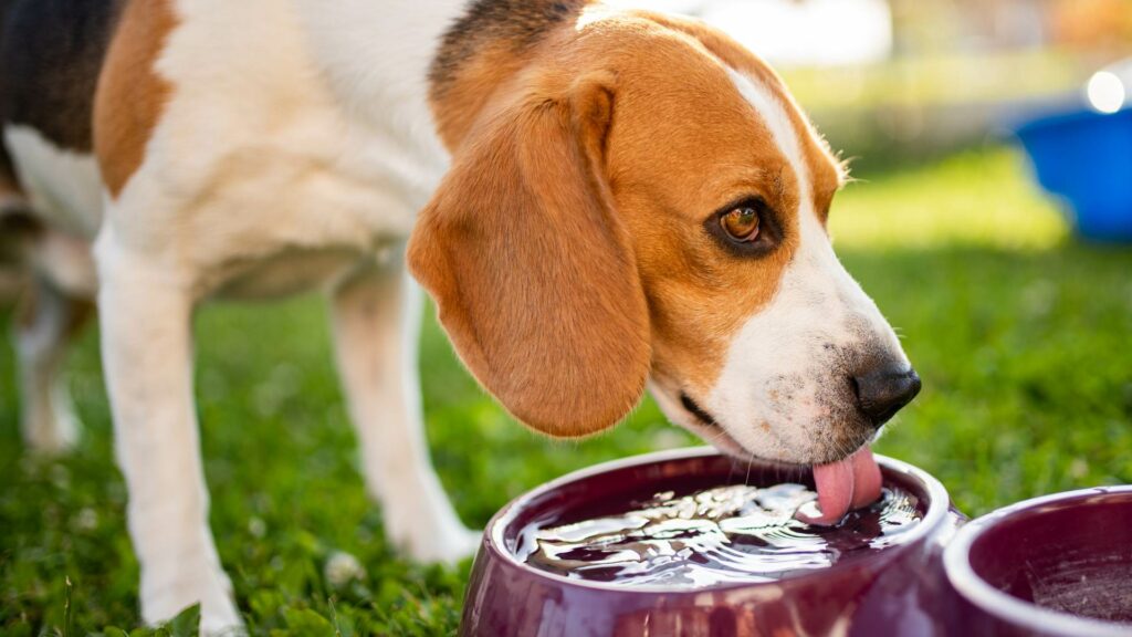 Tips to Keep Your Pet Cool in the Arizona Summer Heat