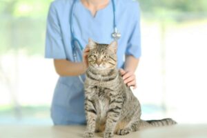 Regular Veterinary Check-Ups