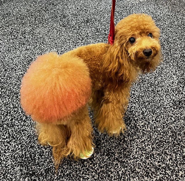 Pom Pom Charlie Pom Pom Charlie